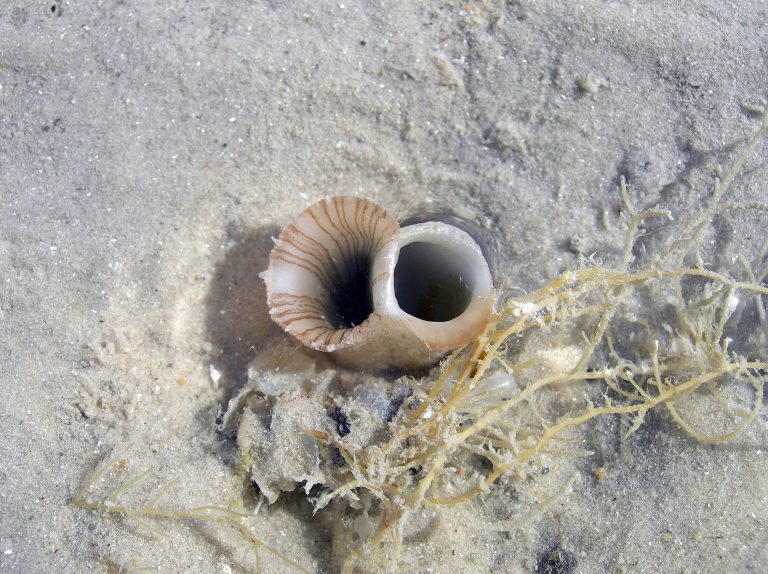 Cyrtopleura costata – Bailey-Matthews National Shell Museum