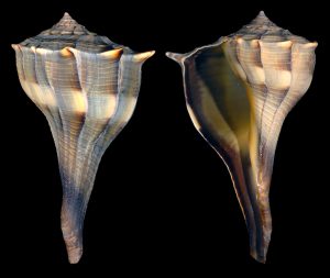 Lightning Whelk