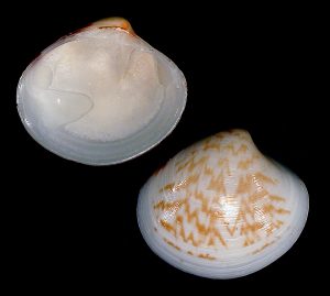 Pitar fulminatus