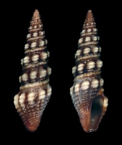 White-knob Drillia