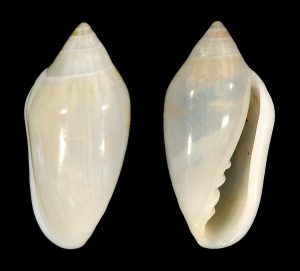 Velie Marginella