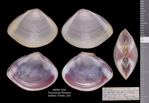 Polymesoda floridana