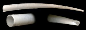 Fustiaria liodon