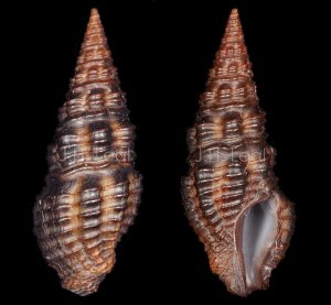 Sanibel Turrid