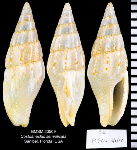 Gulf Dove Snail