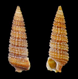 Modest Triphora