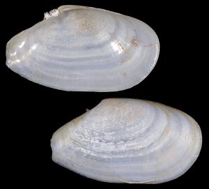 Elongated Macoma