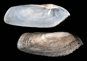 Barnea truncata