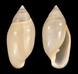 White Melampus