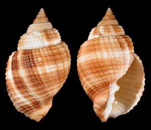 Common Nutmeg