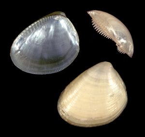 Atlantic Nut Clam