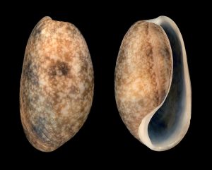 Western Striate Bubble