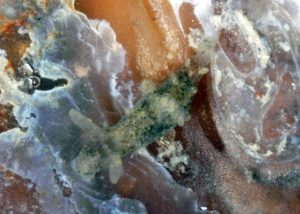 Atlantic Polycerella