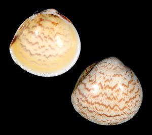 Yellow Egg Cockle