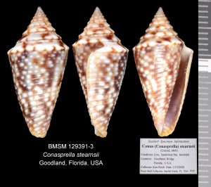 Dusky Cone