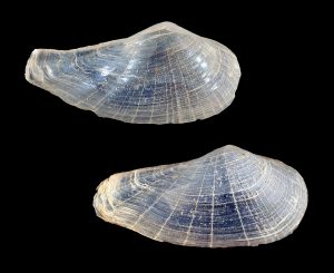 Lyonsia floridana