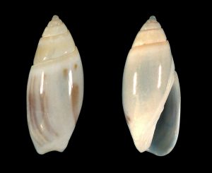 Olivella sp.
