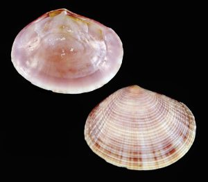 Semele bellastriata