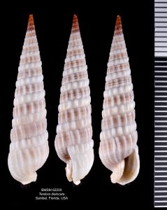 Eastern Auger