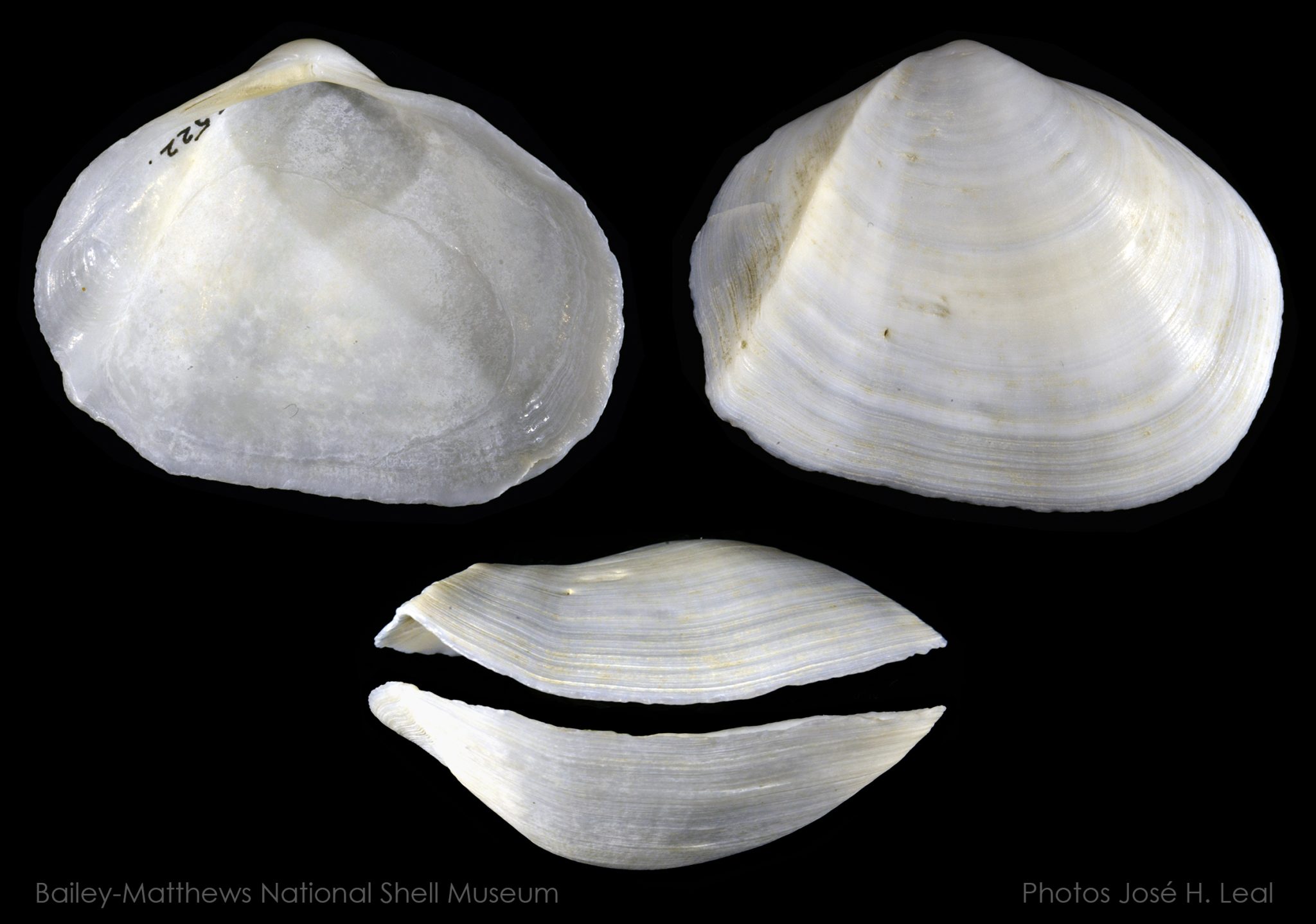 Shell Telupid Family Tellinidae – Bailey-Matthews National Shell Museum