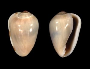 Common Atlantic Marginella