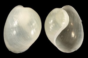 Antilles Glassy Bubble