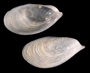 Gastrochaena difficilis