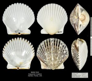 Bay Scallop