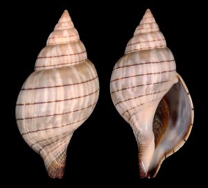 Banded Tulip