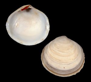 Semele proficua