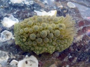 Warty Dendrodoridid