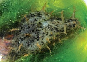 Ragged Sea Hare