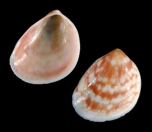 Painted Egg Cockle