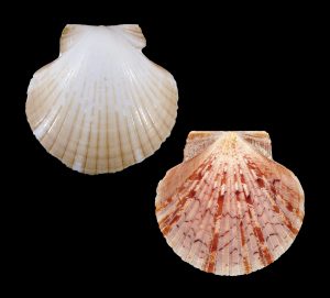 Zigzag Scallop