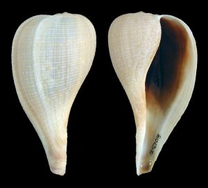 Atlantic Fig Snail