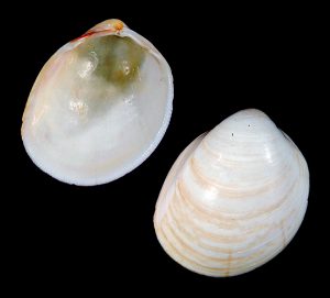 Common Egg Cockle