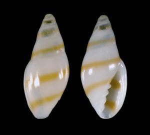 Gold-line Marginella