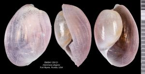 Haminoea elegans