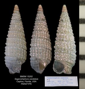 Sagenotriphora candidula