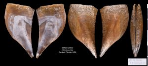 Saw-tooth Pen Shell