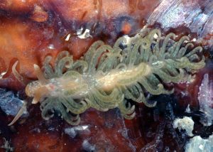 Brazilian Spurilla
