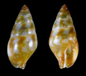 Lunar Dove Snail