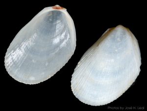 Limaria pellucida