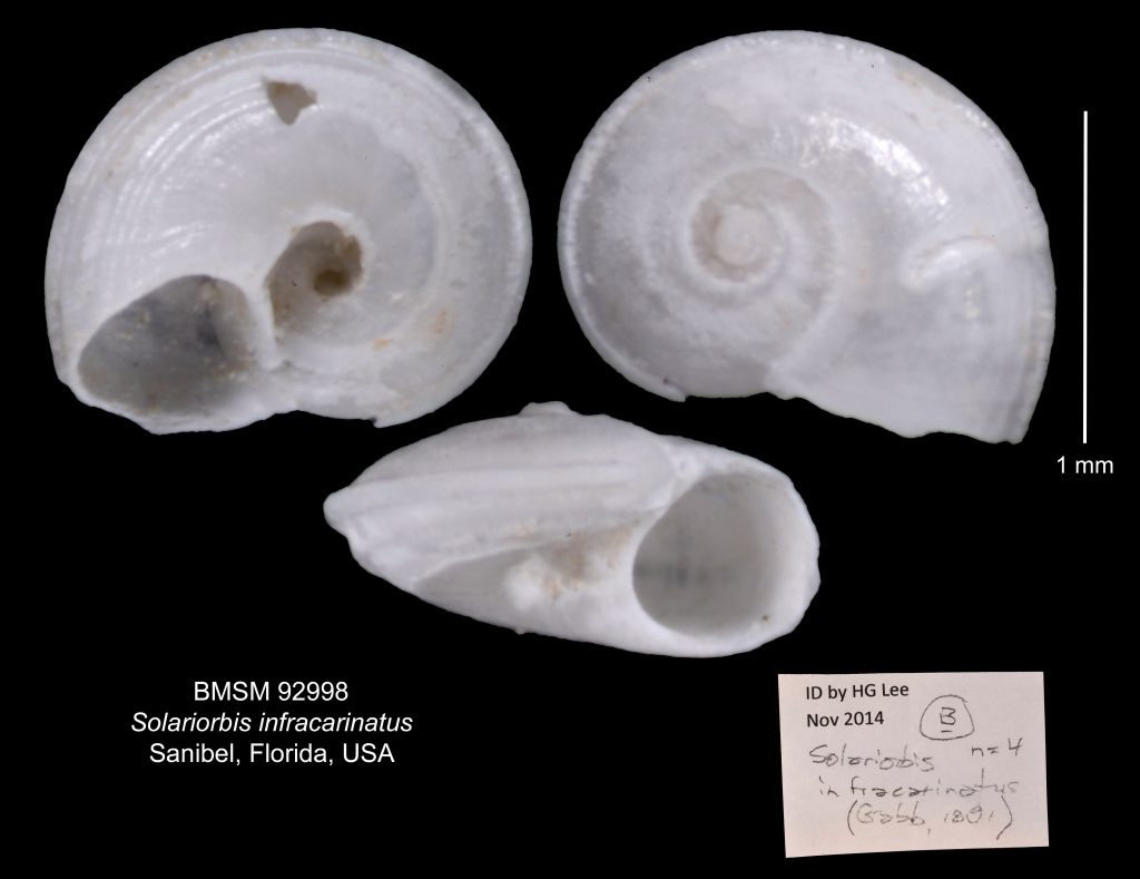 Family Tornidae – Bailey-Matthews National Shell Museum