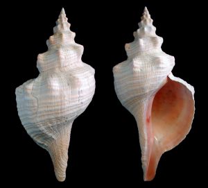 Horse Conch