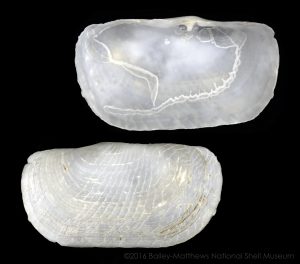 Solecurtus sanctaemarthae