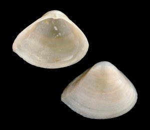 Dwarf Surf Clam
