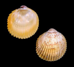Yellow Prickly Cockle