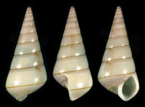 Niso cf. circinata