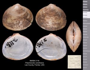 Polymesoda caroliniana
